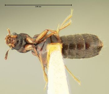 Media type: image;   Entomology 24066 Aspect: habitus ventral view
